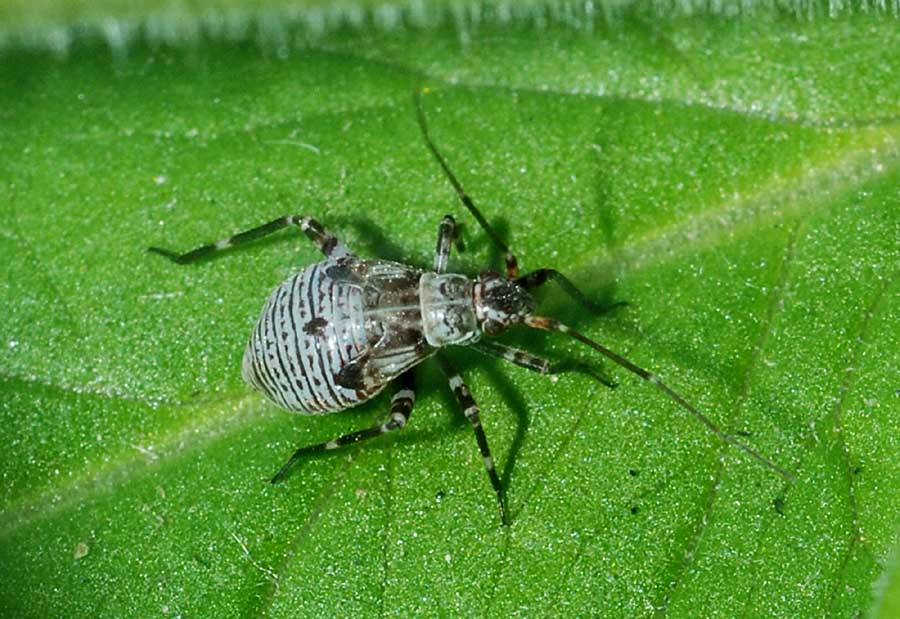 Ninfa di Miridae di Toano (RE)